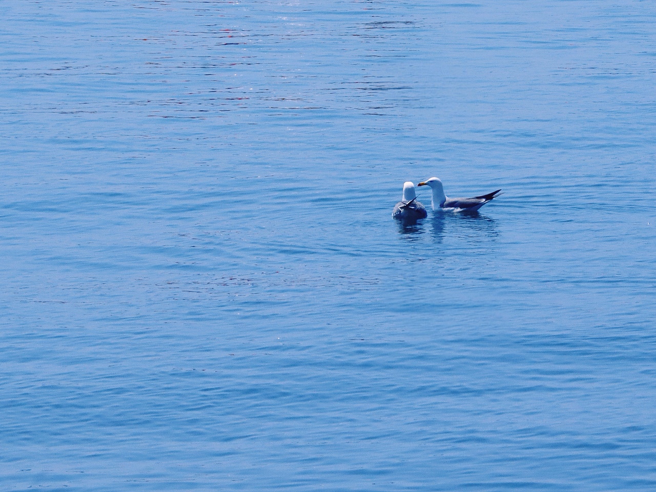 去码头整点薯条吃