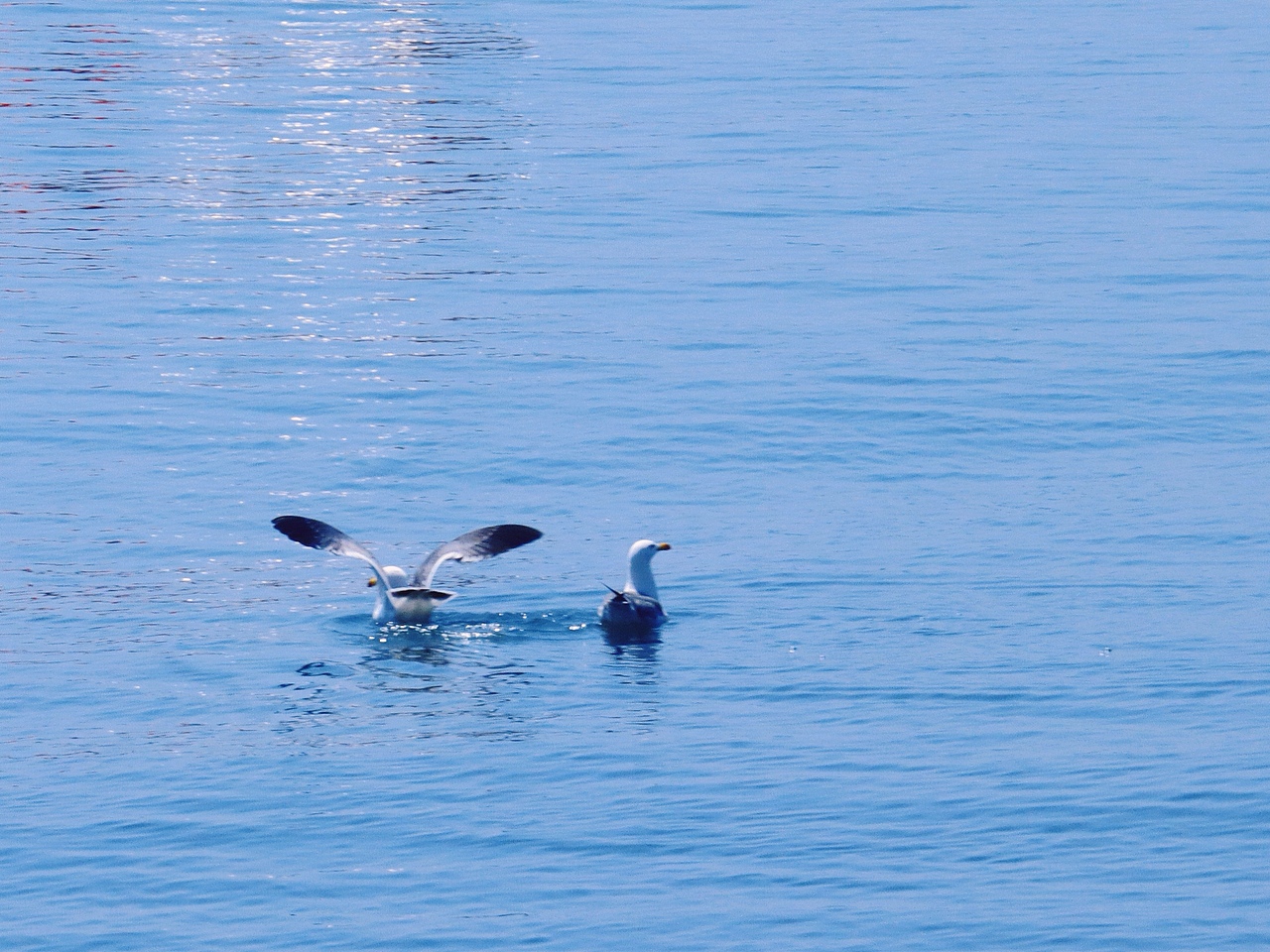 去码头整点薯条吃