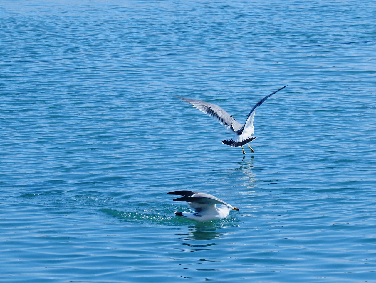 去码头整点薯条吃