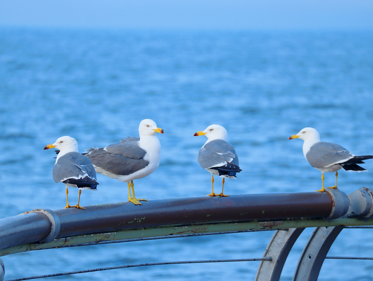 去码头整点薯条吃