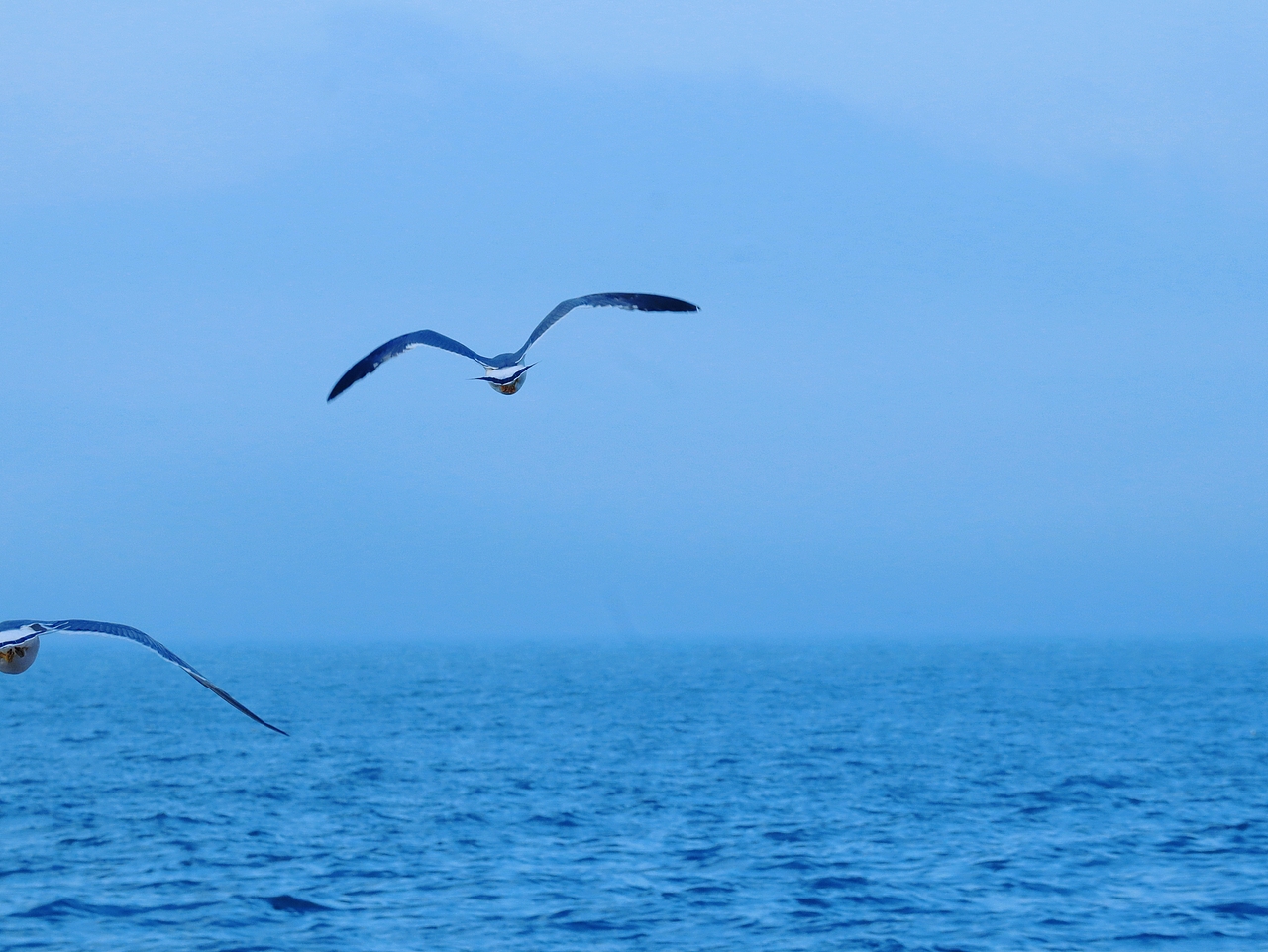 去码头整点薯条吃