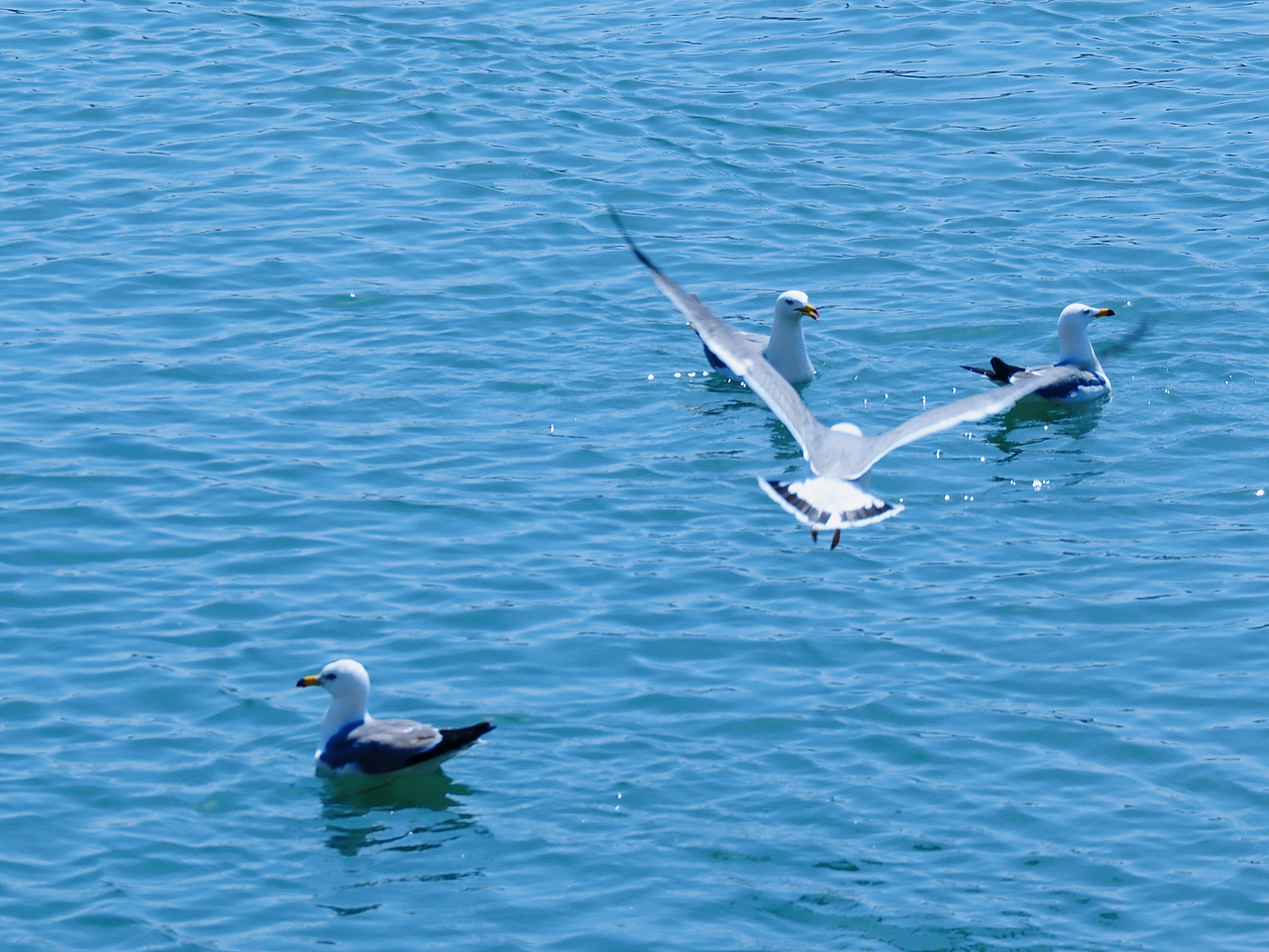 去码头整点薯条吃