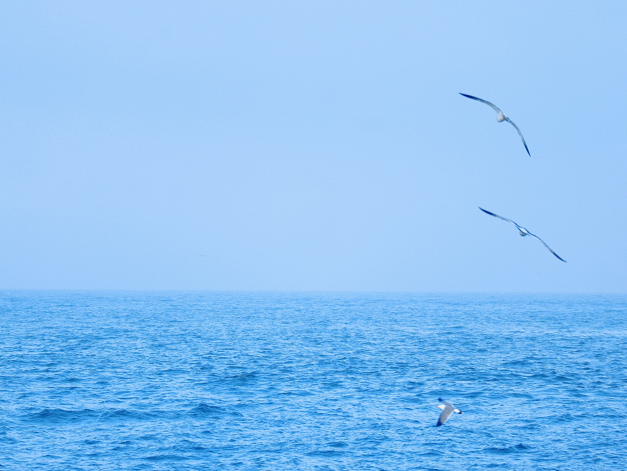 去码头整点薯条吃