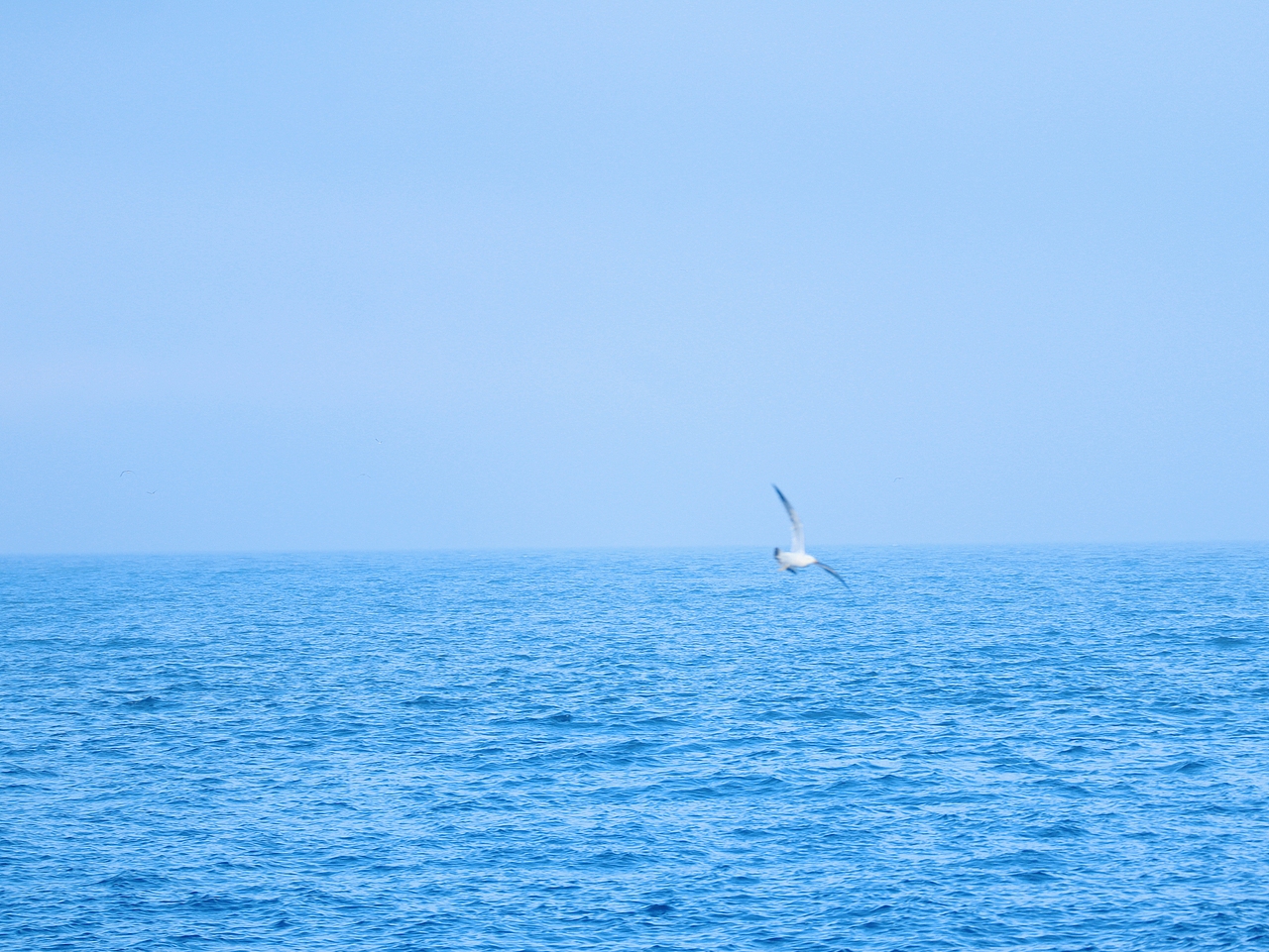 去码头整点薯条吃