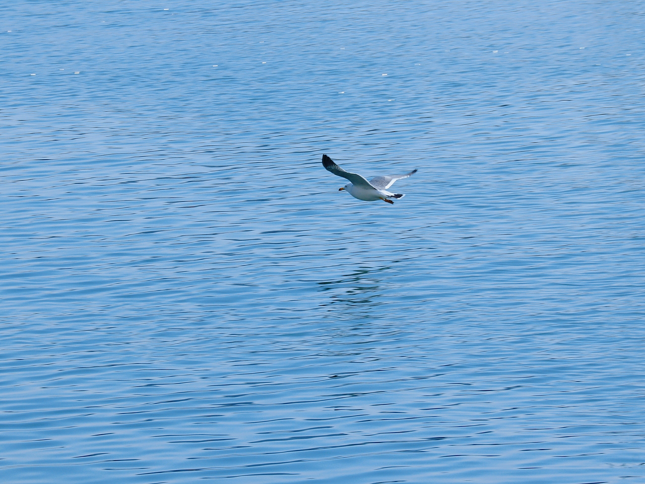 去码头整点薯条吃