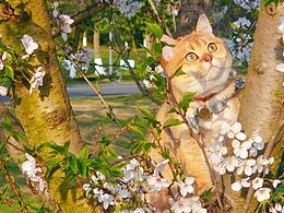 橘猫樱花