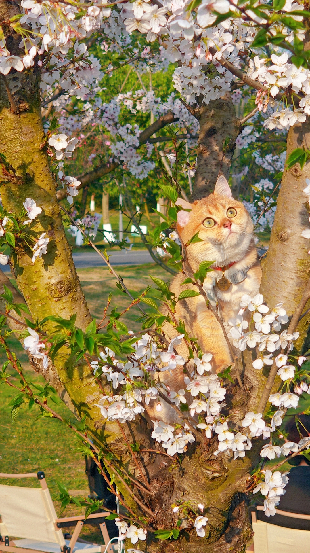 橘猫樱花（图ZMzg5ODc1MTMy） - 海报 - 站酷设计师千千亿亿原创素材 - 站酷ZCOOL