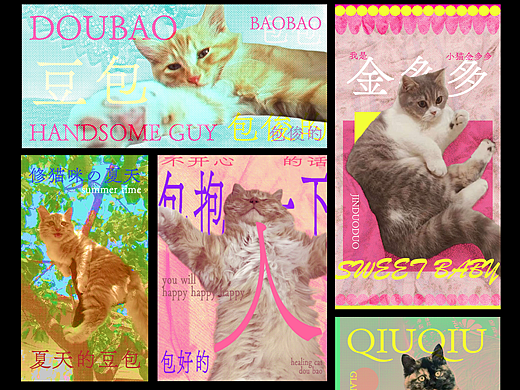 猫的专属小卡片