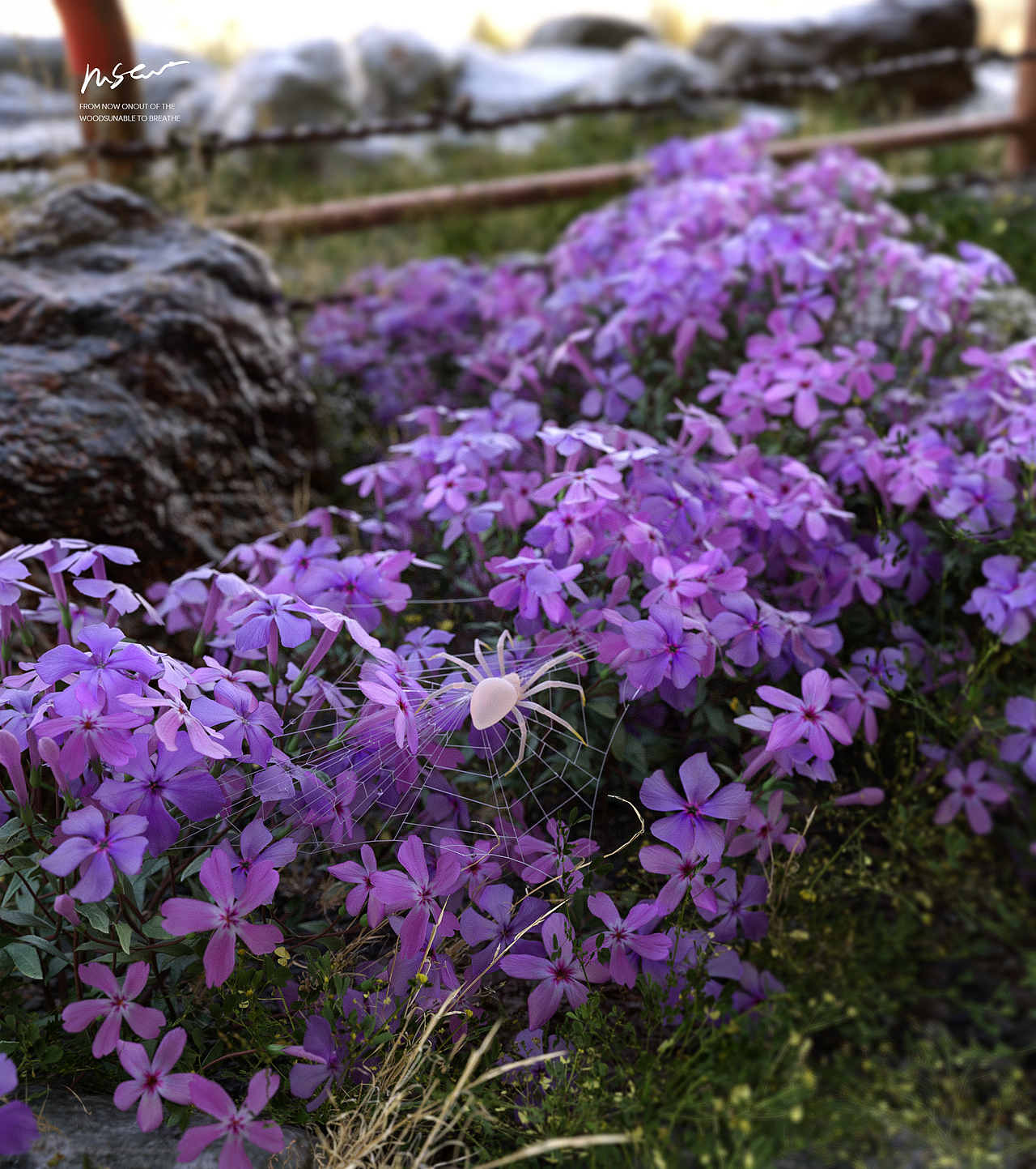 C4D OC渲染场景·做设计不如去割猪草