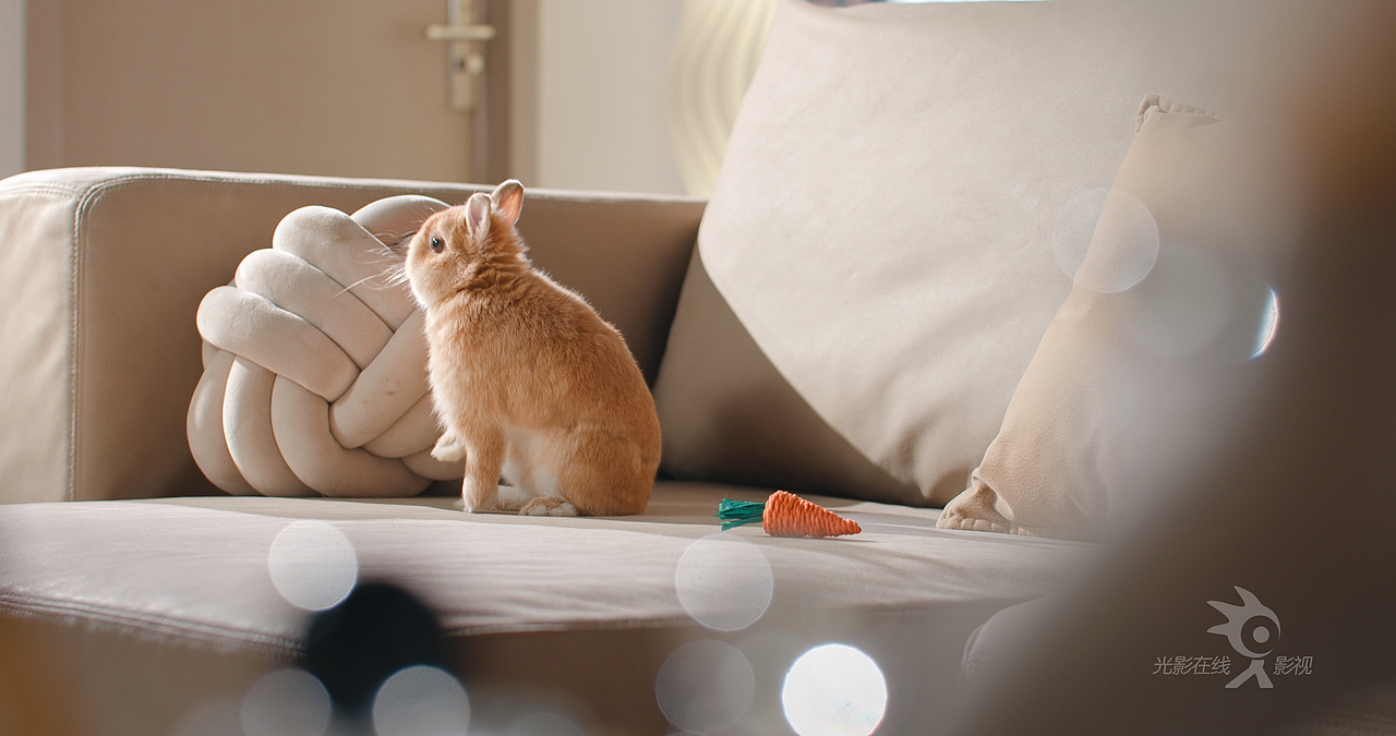 达洋颜值全景兔笼|兔窝|海景窝棚|宠物笼|鸟笼|猫窝