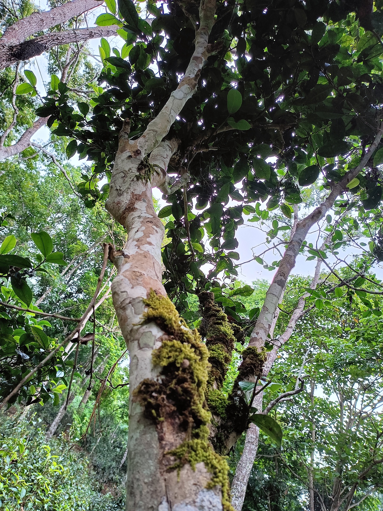 茶马古道的尘土,如今在我掌心温柔苏醒