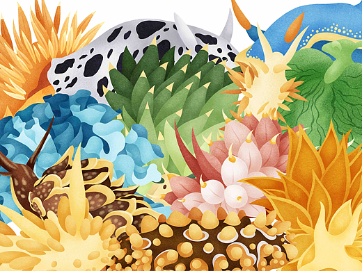 Sea Slugs