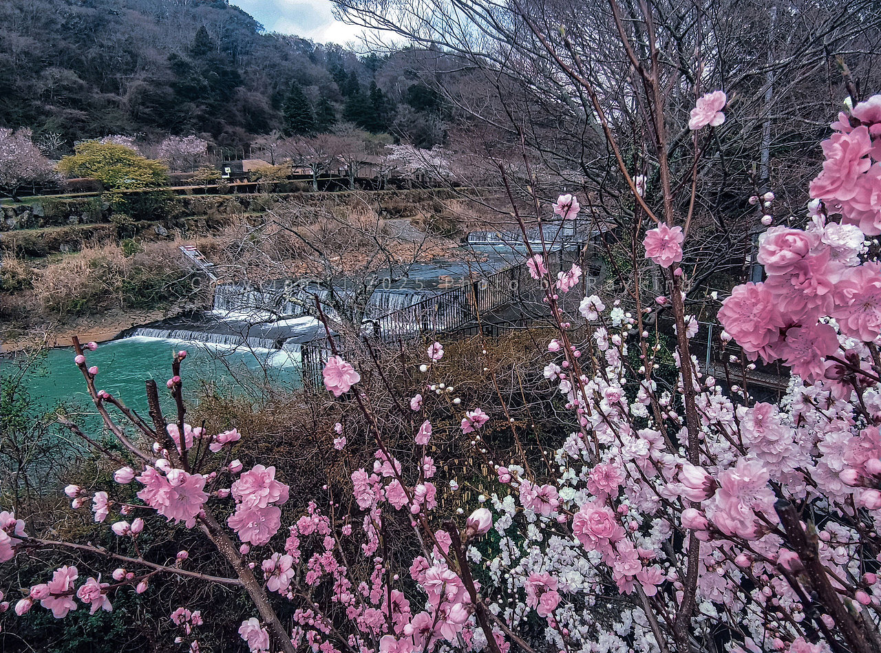 绚烂浪漫｜宫城野的平和与温情