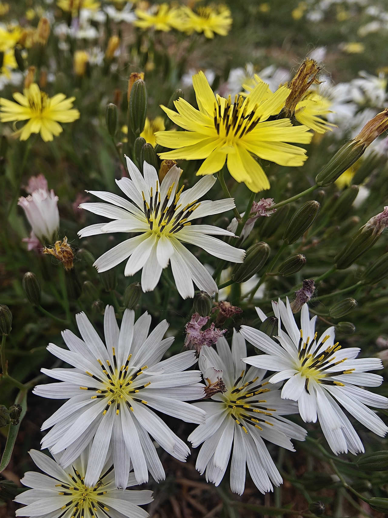 花草壁纸（图ZMzg5OTg4MzUy） - 风光摄影 - 站酷设计师爱拍照的龙龙原创素材 - 站酷ZCOOL