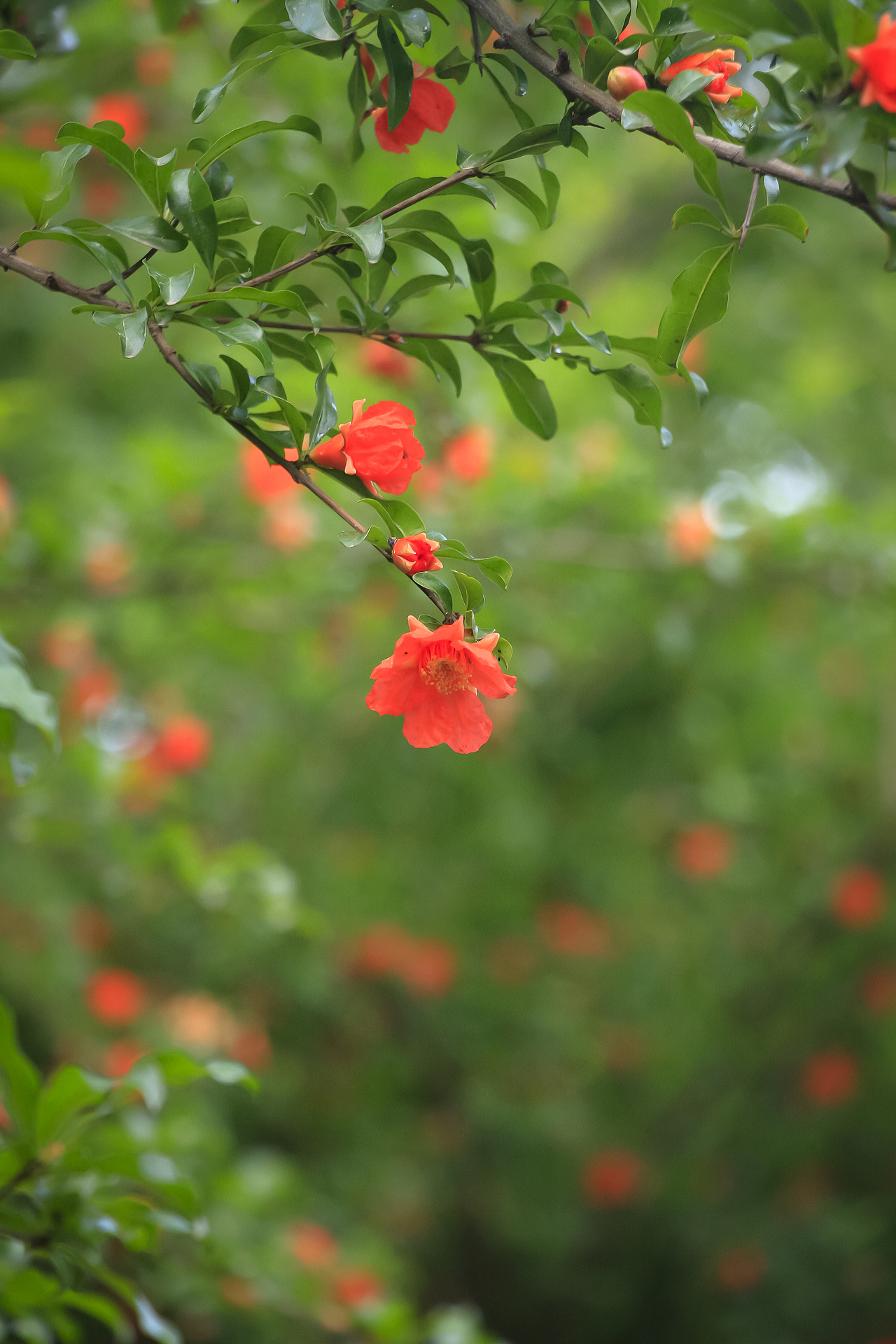 石榴花拍摄