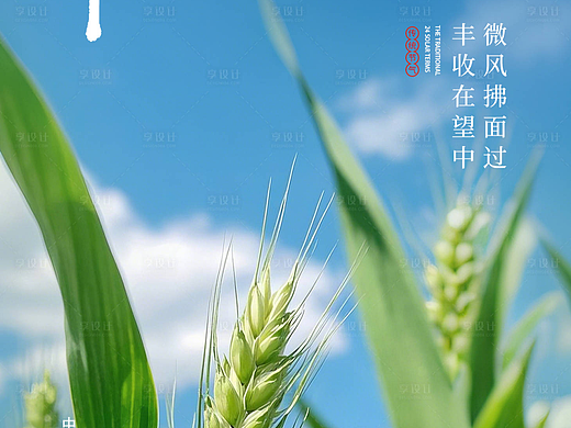 小满节气海报
