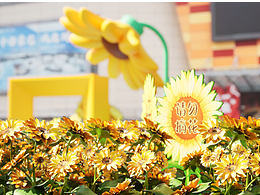 夏日向日葵美陳