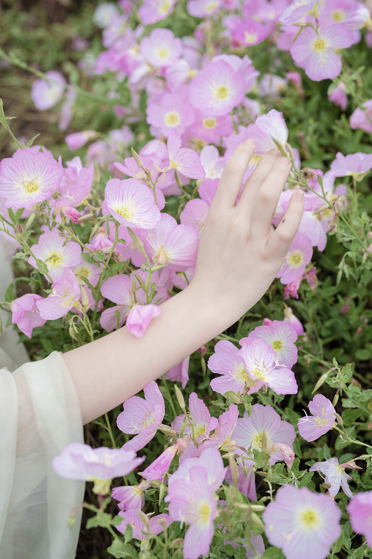 跌入这片月见草花海