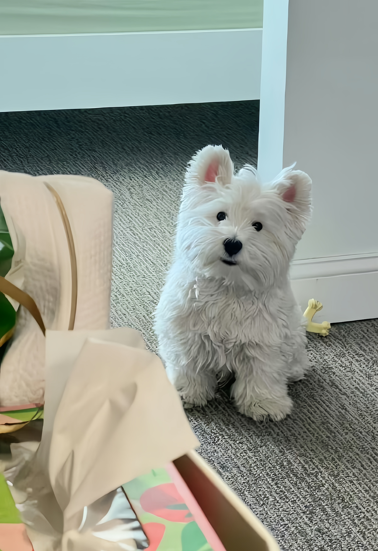 正义小狗—八萬