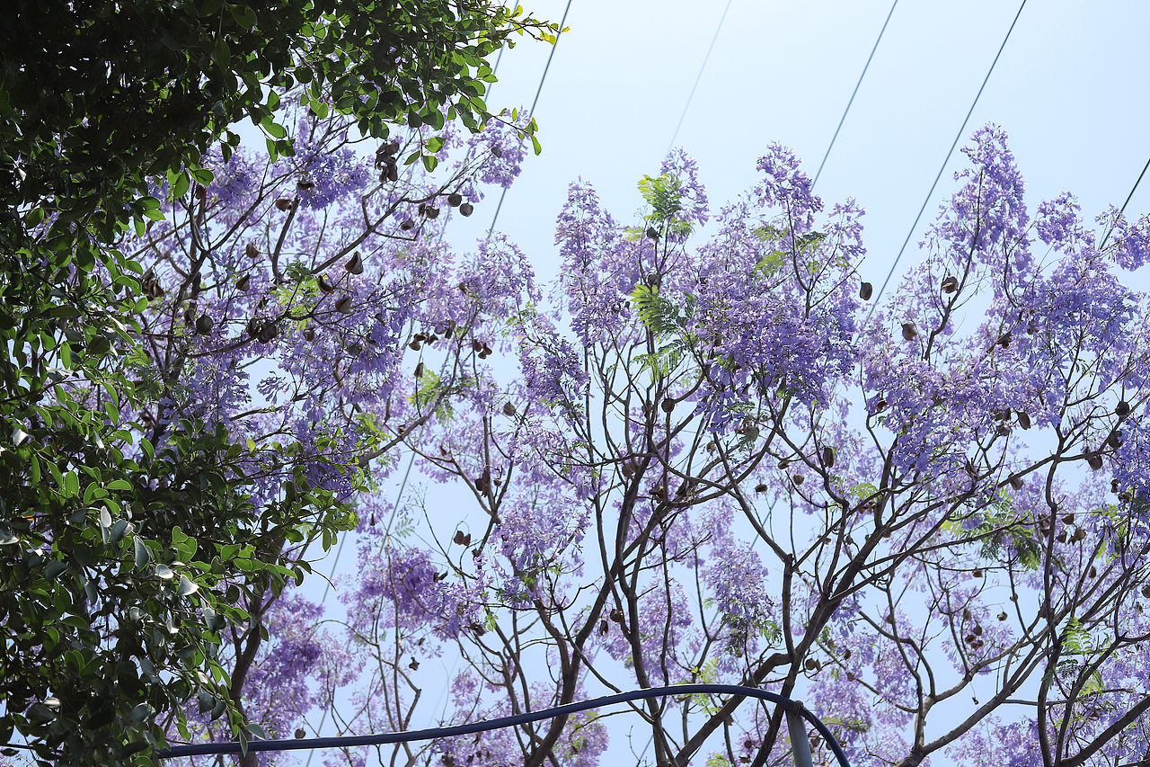 五一 · 蓝花楹 · 假期