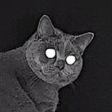 苗子Lyiiie的头像