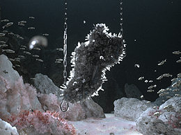 法國 Ann Andelman｜數(shù)字廣告｜"The Fusion" 球鞋發(fā)布