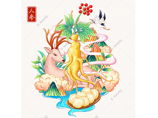 人参手绘插画