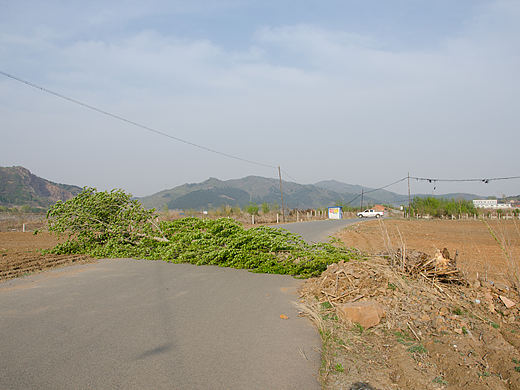 树