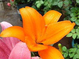 橙色百合