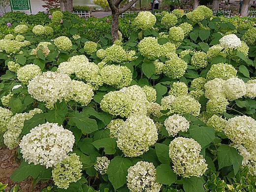 绣球花（个人主页-ZNzE4OTM1MjA=） - 商业插画 - 站酷设计师Z392265728原创素材 - 站酷ZCOOL