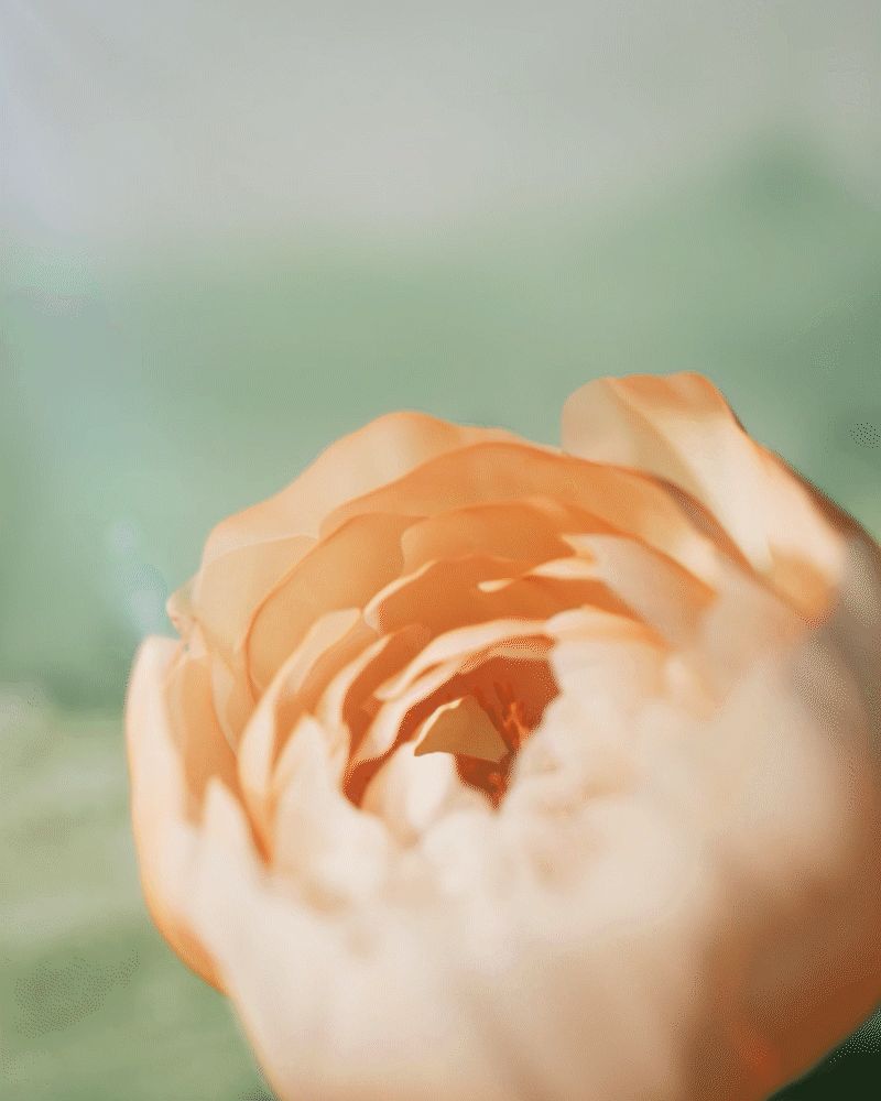 「花语·绽」贝迪尿布台 | 草叶间的折叠美学（图ZMzkwMzY2MTYw） - 动画/影视 - 站酷设计师赛老师Cube原创素材 - 站酷ZCOOL