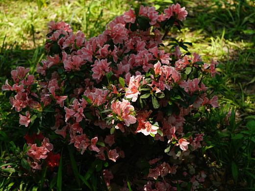 粉黛物语｜杜鹃花的层叠美学