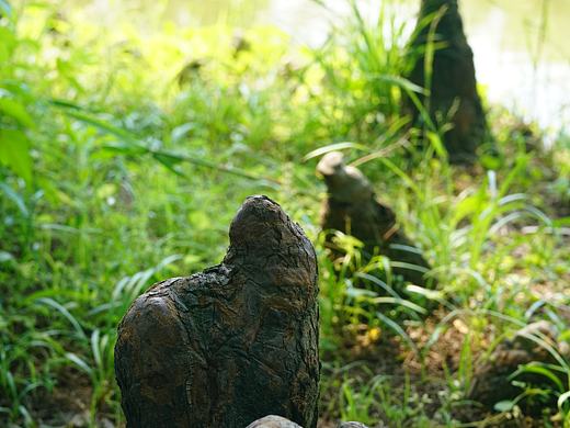 樹樁物語｜濕地生態(tài)的再生密碼（個(gè)人主頁-ZNzE4OTQzNDQ=） - 風(fēng)光攝影 - 站酷設(shè)計(jì)師王疏野原創(chuàng)素材 - 站酷ZCOOL