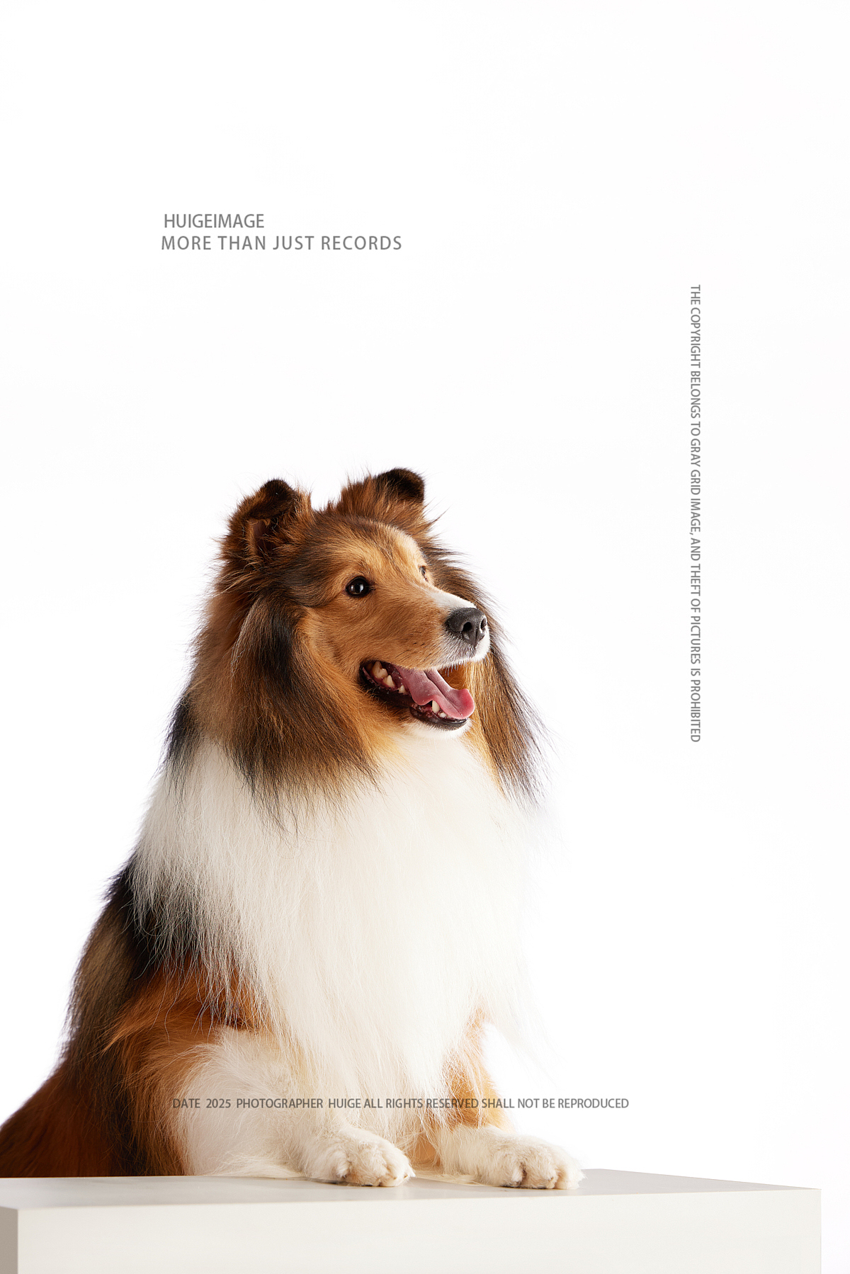 杭州网易天成犬粮拍摄宠物口粮