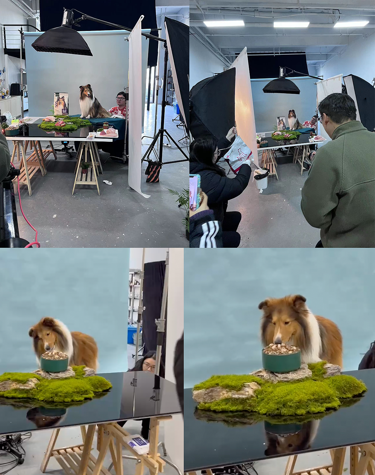 杭州网易天成犬粮拍摄宠物口粮