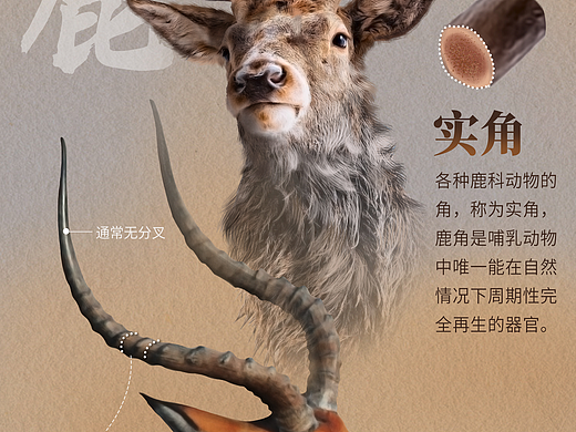 星球研究所 | 制图 动植物演化及复原004