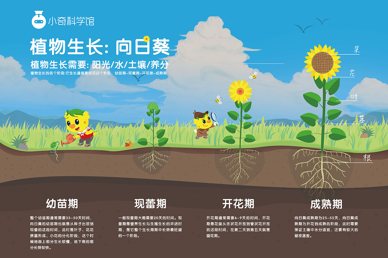 向日葵生长记录