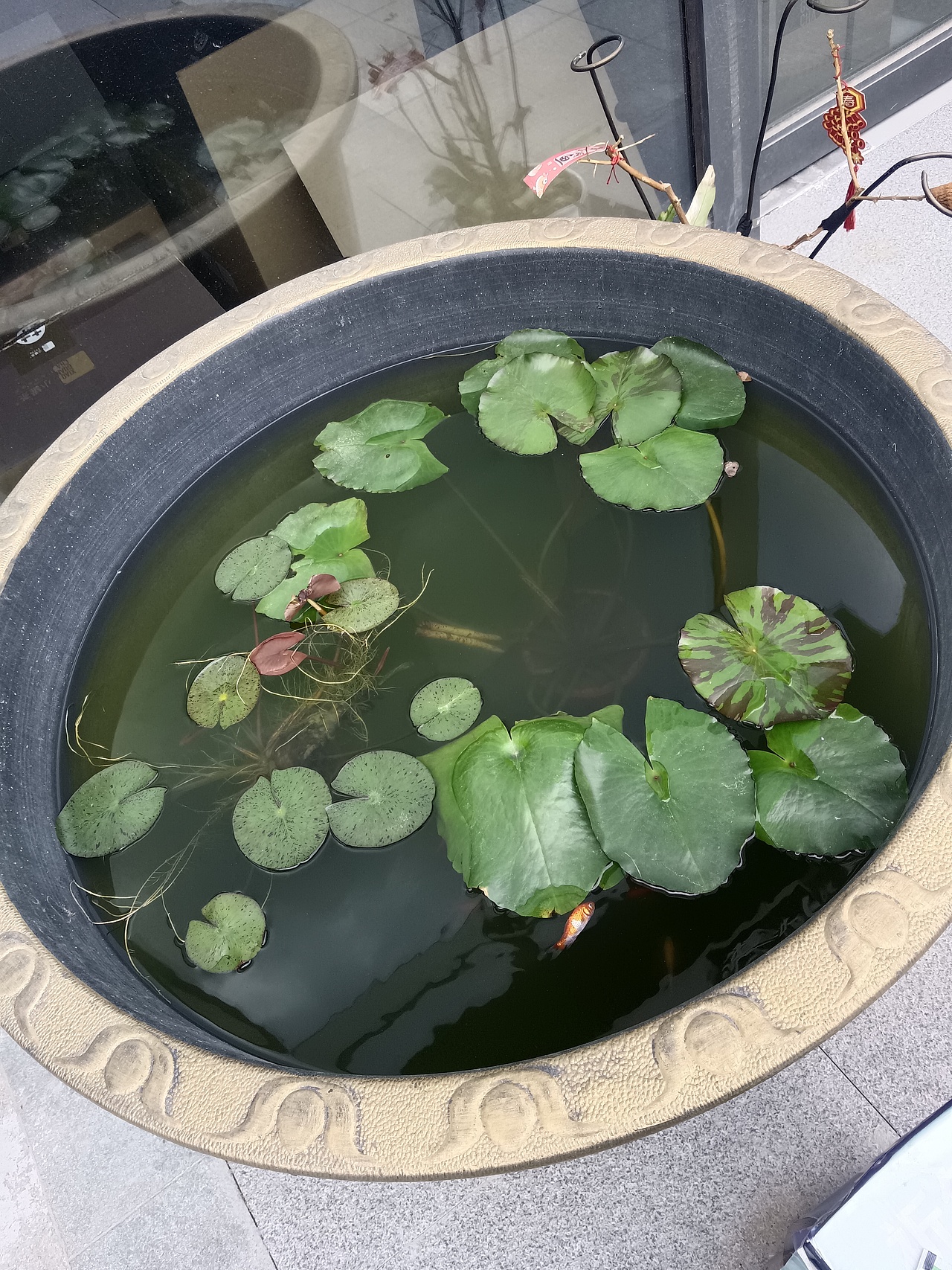 金鱼缸（图ZMzkwNDUwMjQ0） - 动画片 - 站酷设计师Z392265728原创素材 - 站酷ZCOOL