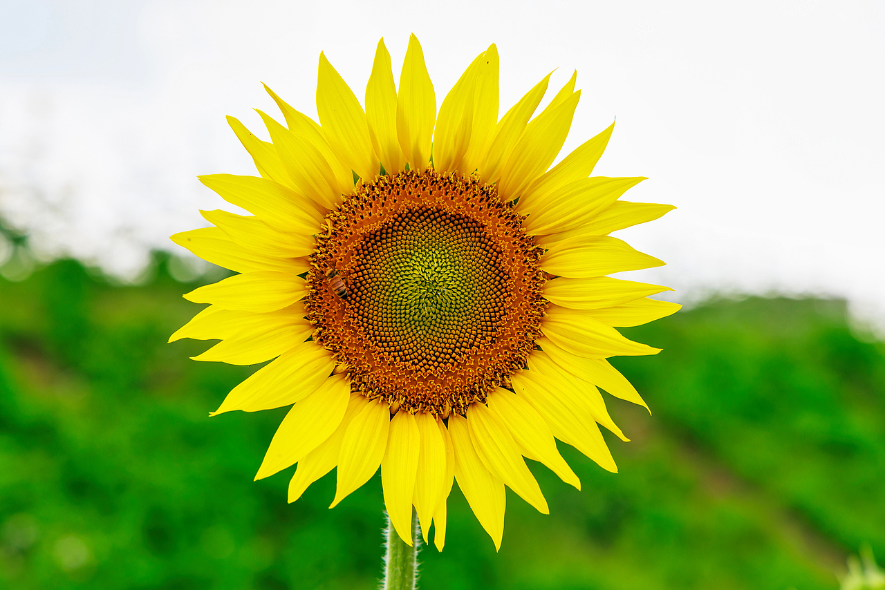 🌻宫崎骏的盛夏:向日葵与风的童话光影🌻