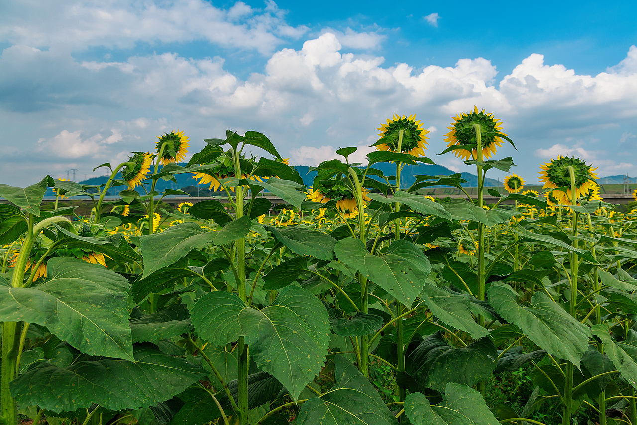 🌻宫崎骏的盛夏:向日葵与风的童话光影🌻