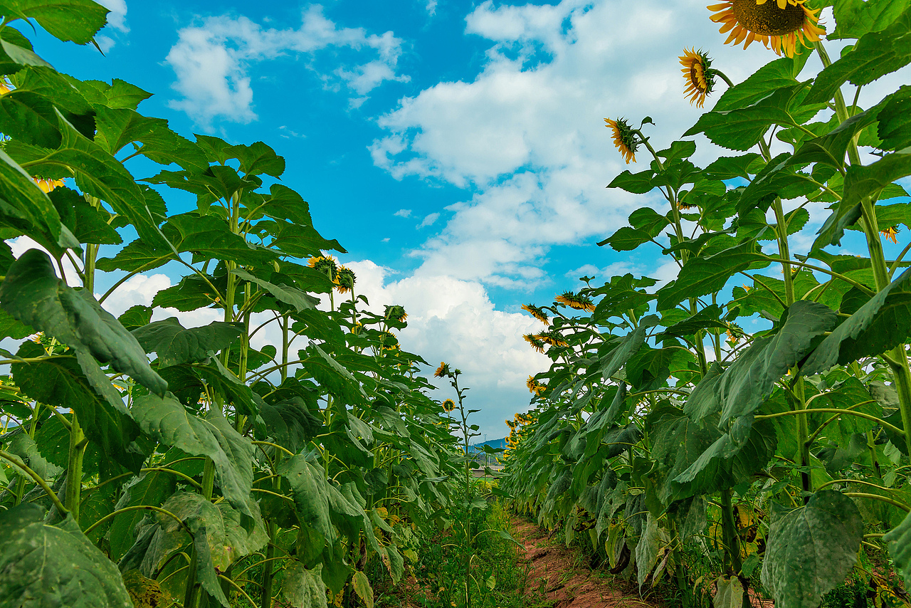 🌻宫崎骏的盛夏:向日葵与风的童话光影🌻