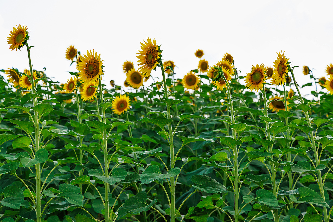 🌻宫崎骏的盛夏:向日葵与风的童话光影🌻