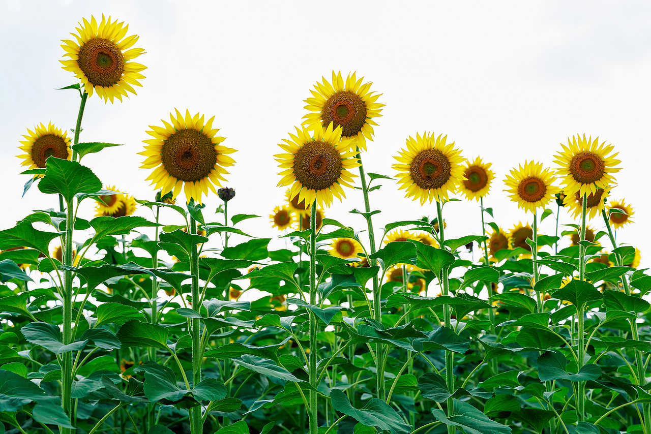 🌻宫崎骏的盛夏:向日葵与风的童话光影🌻