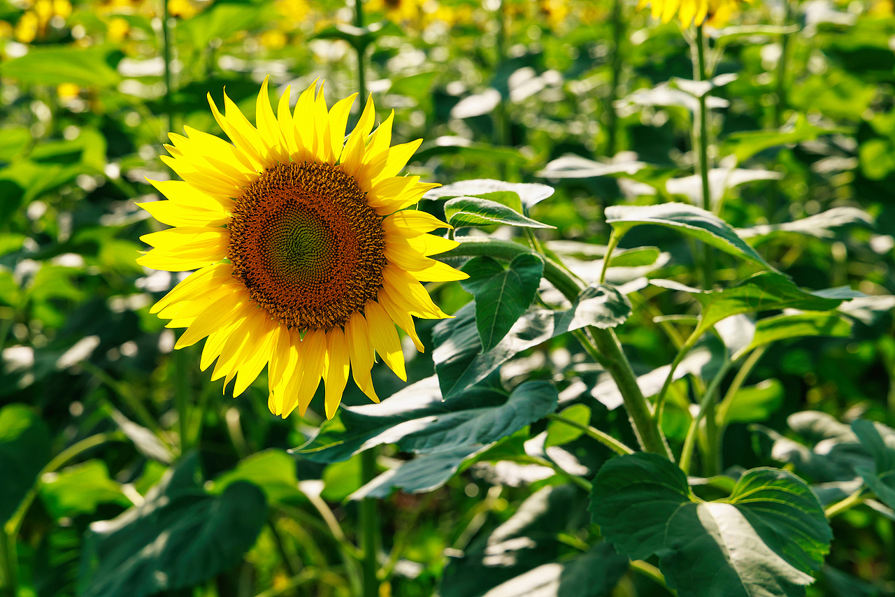 🌻宫崎骏的盛夏:向日葵与风的童话光影🌻