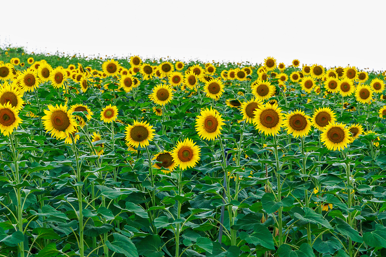 🌻宫崎骏的盛夏:向日葵与风的童话光影🌻