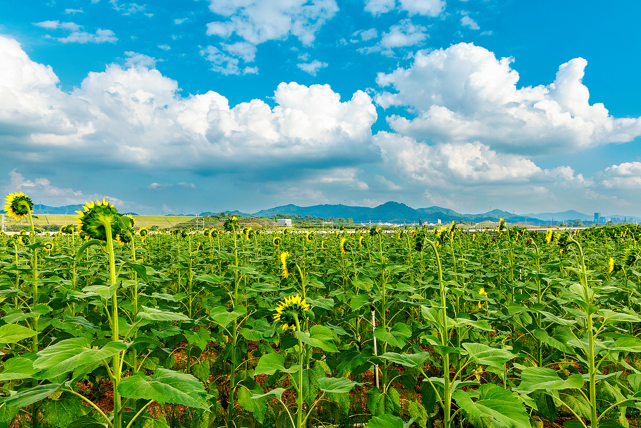🌻宫崎骏的盛夏:向日葵与风的童话光影🌻