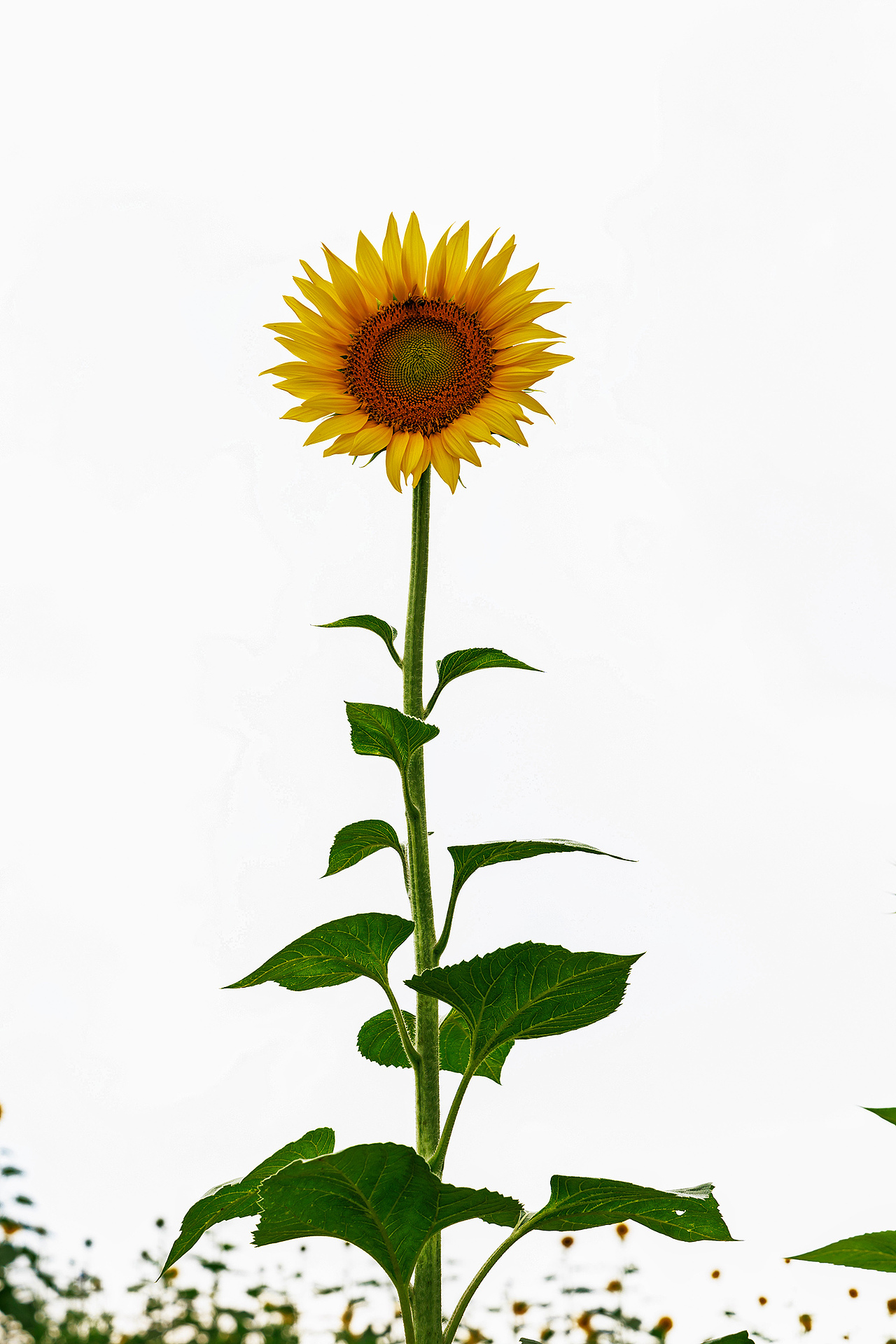 🌻宫崎骏的盛夏:向日葵与风的童话光影🌻