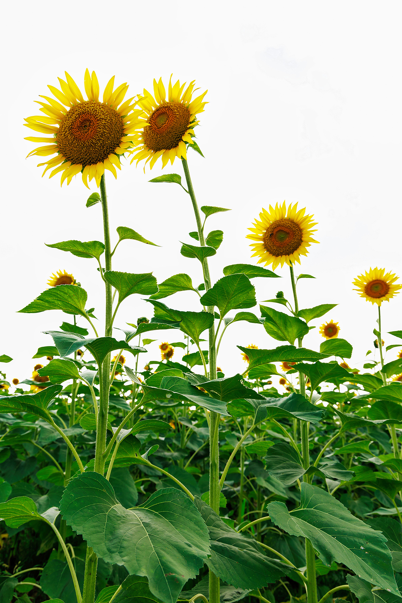 🌻宫崎骏的盛夏:向日葵与风的童话光影🌻