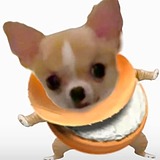 只想吃饱饭的头像