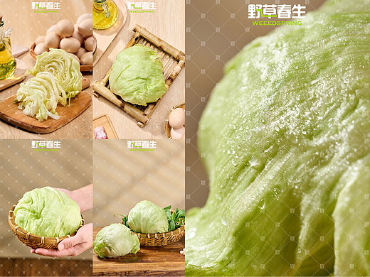 野草春生X结球生菜摄影